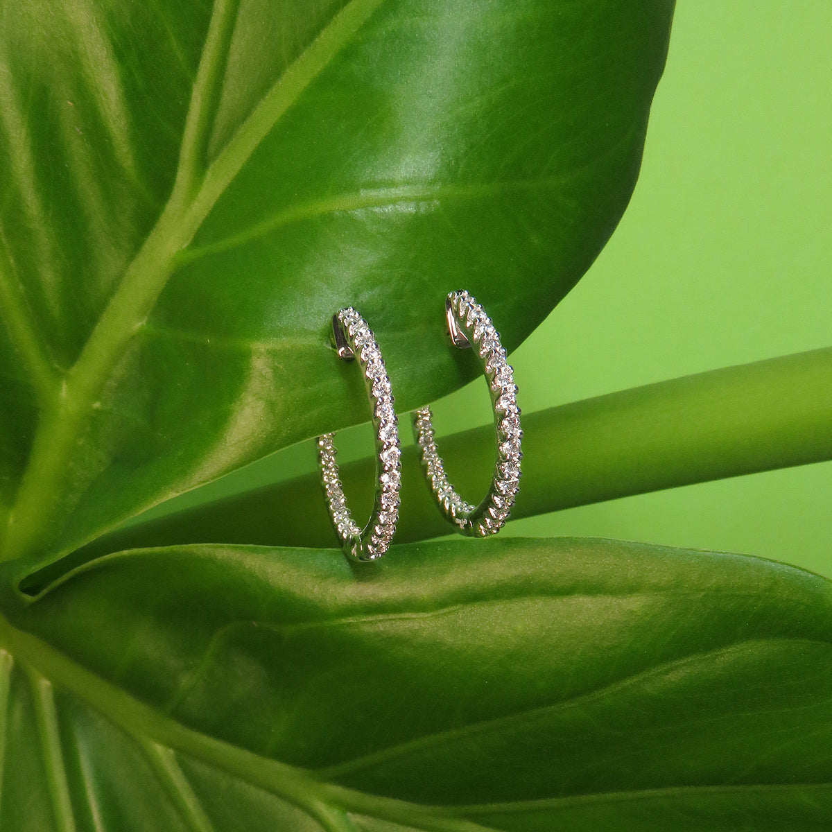 0.50ct laboratory grown diamond Hoop earrings by greenhouse diamonds