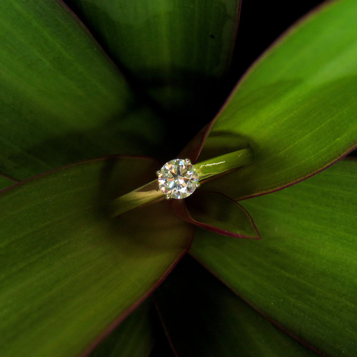 0.39ct laboratory grown diamond Solitaire ring by greenhouse diamonds